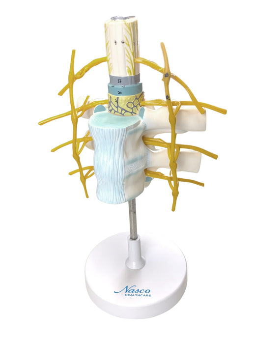 Грудные позвонки с моделью спинного мозга, увеличенные в 2 раза [SKU: MG32227]