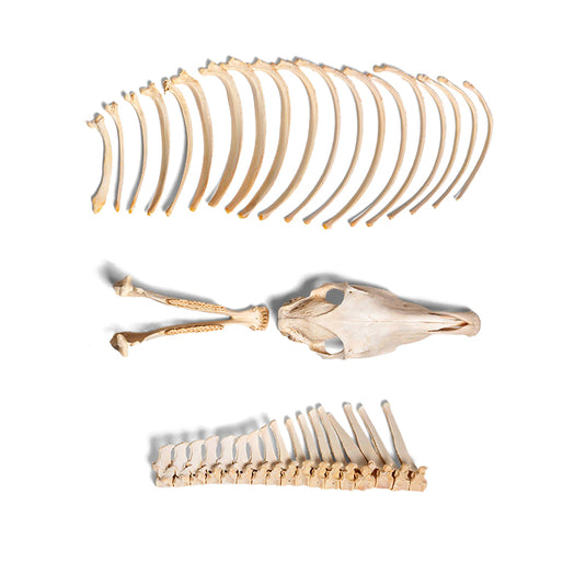 Pferdeskelett, disartikuliert, unmontiert [SKU: MG34406]