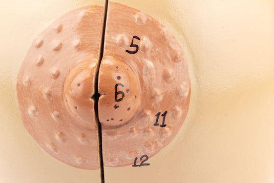 Modèles de seins féminins lactants et non lactants, ensemble de 2 [SKU : MG34670]