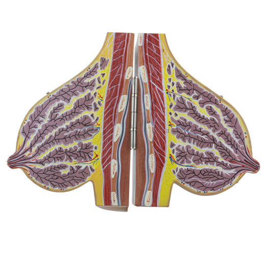 Modèles de seins féminins lactants et non lactants, ensemble de 2 [SKU : MG34670]