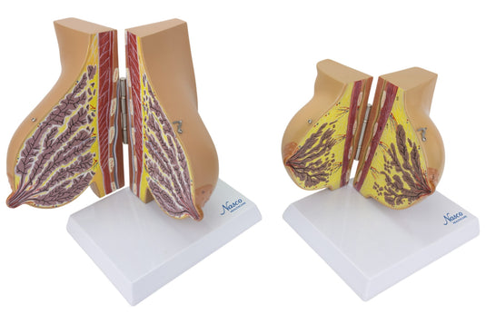 Modèles de seins féminins lactants et non lactants, ensemble de 2 [SKU : MG34670]
