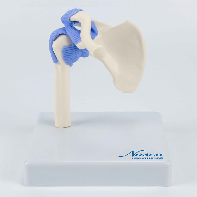 Mini Shoulder Joint Model, Half Size