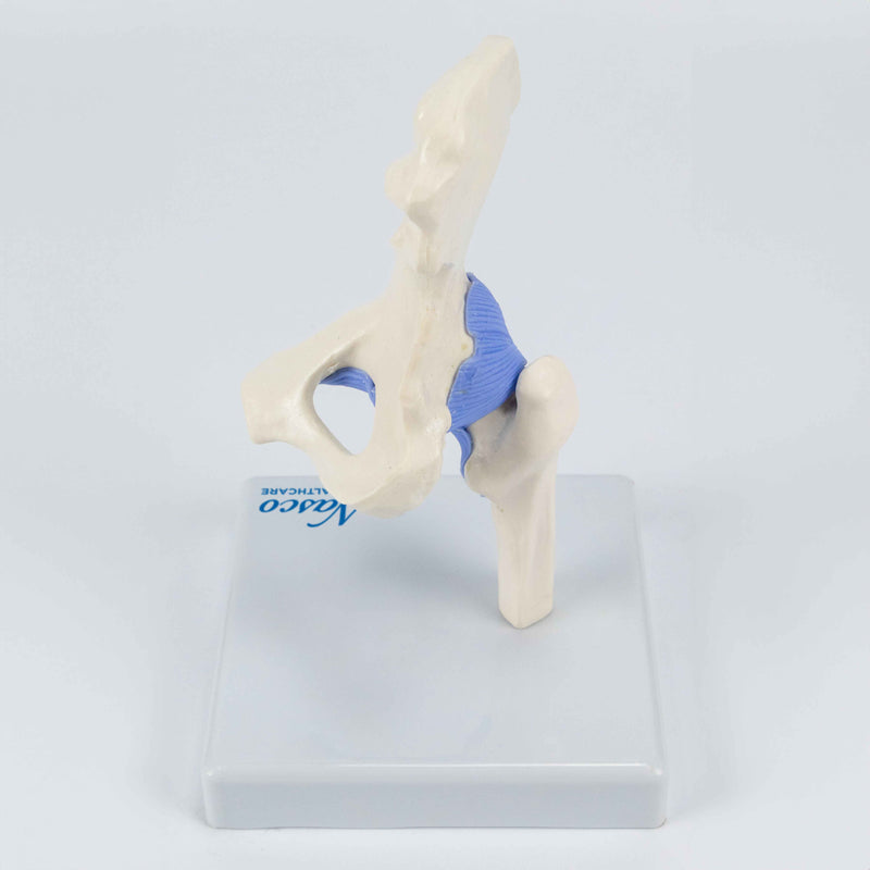 Load image into Gallery viewer, Mini Hip Joint Model, Half Size

