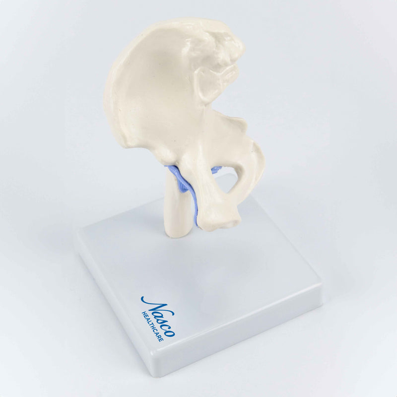 Load image into Gallery viewer, Mini Hip Joint Model, Half Size
