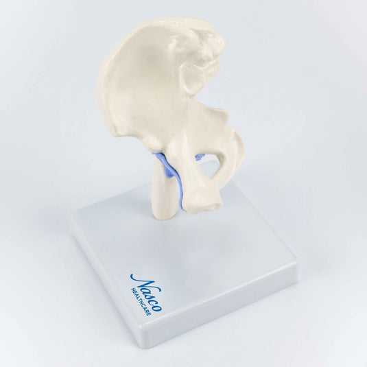 Mini Hip Joint Model, Half Size