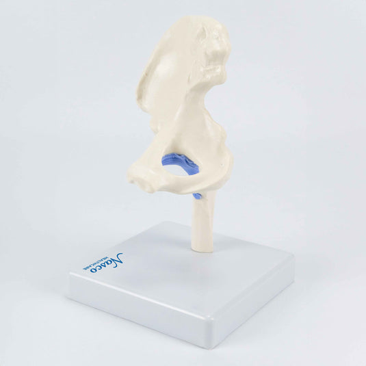 Mini Hip Joint Model, Half Size