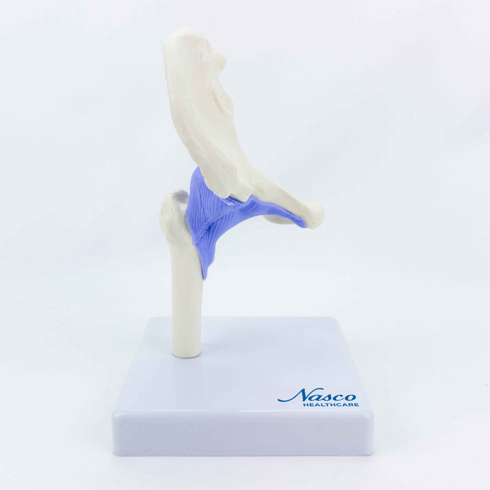 Mini Hip Joint Model, Half Size