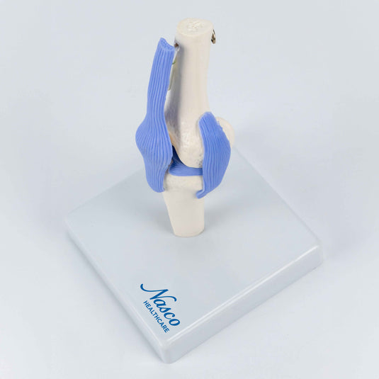 Mini-Knee Joint Model, Half-Size