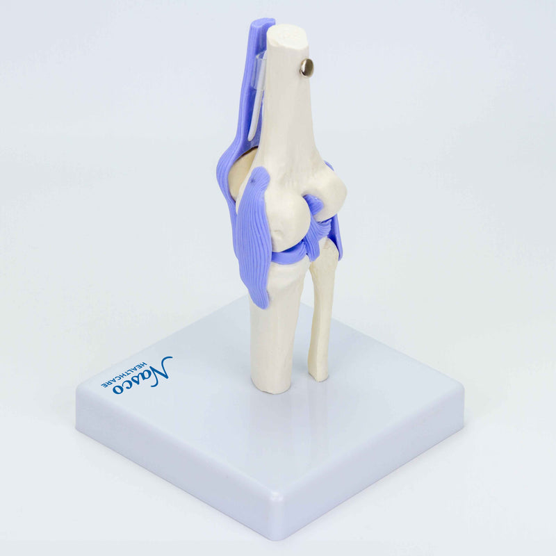 將圖像載入到圖庫檢視器中， Mini-Knee Joint Model, Half-Size
