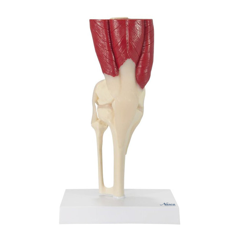 Load image into Gallery viewer, Knee with Muscles Model

