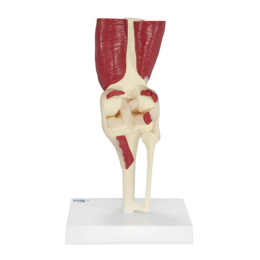 Knee with Muscles Model