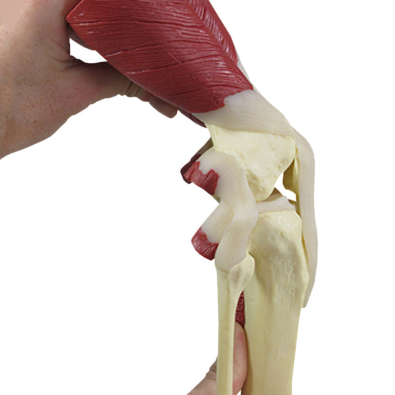 Load image into Gallery viewer, Knee with Muscles Model
