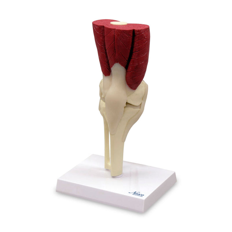 Load image into Gallery viewer, Knee with Muscles Model

