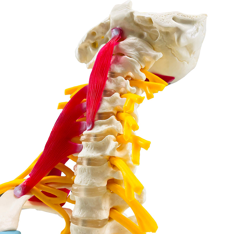 Cargue la imagen en el visor de la galería, Modelo Deluxe de Columna Vertebral Cervical [SKU: MG34918]
