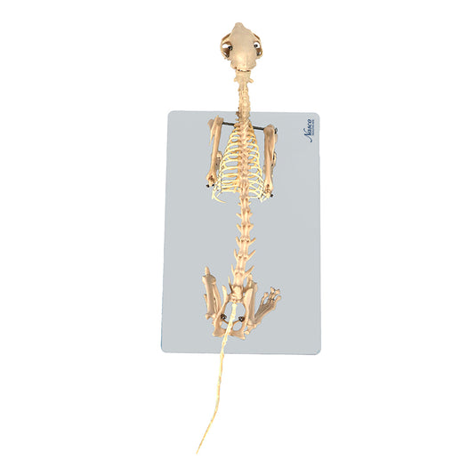 Statuetta Gatto Scheletro Stile Teschio di Halloween Carino Statuetta Gatto Scheletro Stile Teschio di Halloween Carino