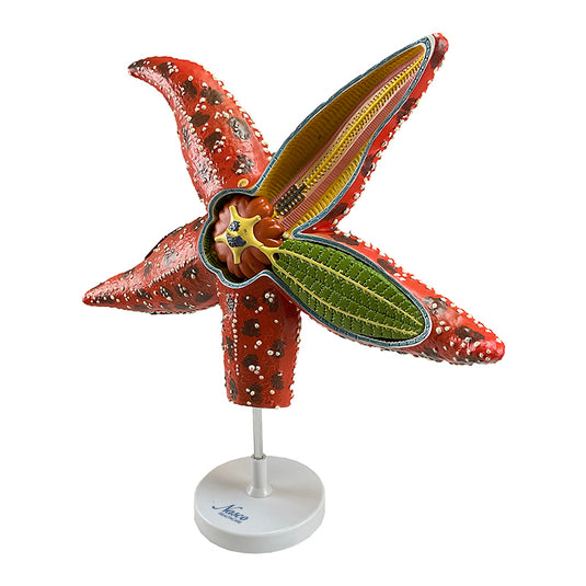Sea Star Anatomy Model, 4X Enlarged