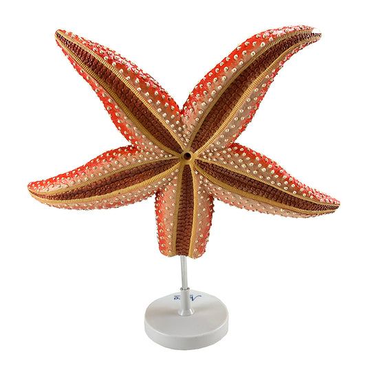 Sea Star Anatomy Model, 4X Enlarged