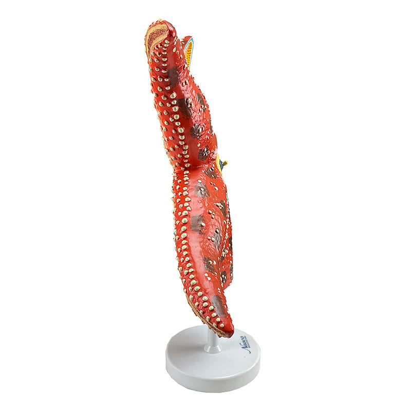 Load image into Gallery viewer, Sea Star Anatomy Model, 4X Enlarged
