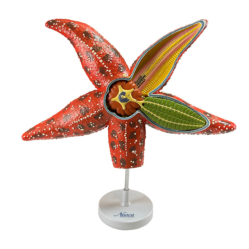 Load image into Gallery viewer, Sea Star Anatomy Model, 4X Enlarged
