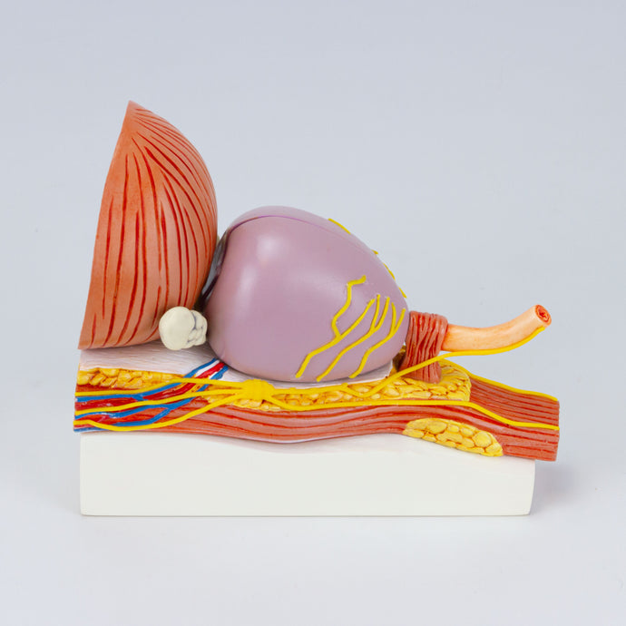 Prostate with Pathology Model