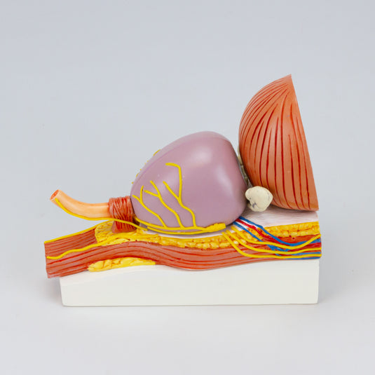 Prostate with Pathology Model