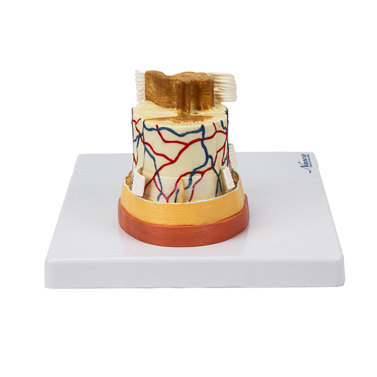 Médula Espinal con Terminaciones Nerviosas, 6X Ampliado [SKU: MG34926]