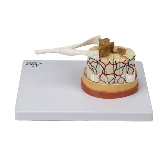 Médula Espinal con Terminaciones Nerviosas, 6X Ampliado [SKU: MG34926]