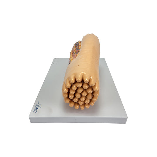 Modèle de fibre musculaire cardiaque en micro-anatomie, agrandi [SKU : MG34954]