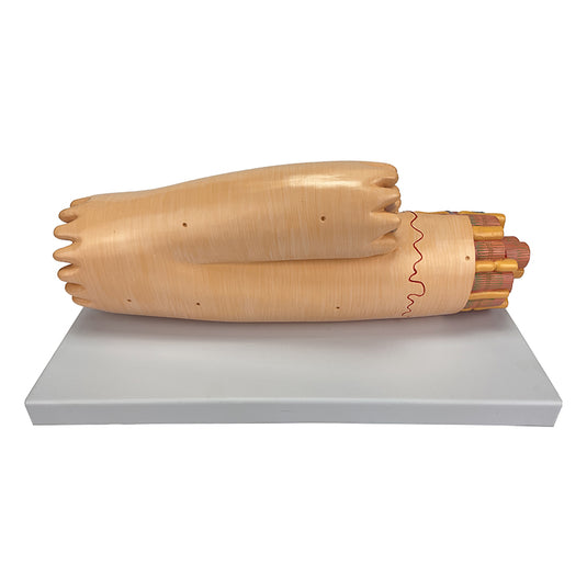 Modèle de fibre musculaire cardiaque en micro-anatomie, agrandi [SKU : MG34954]