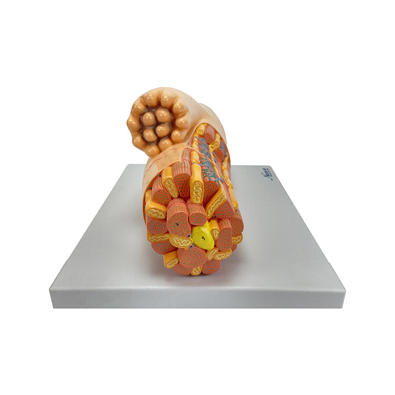 Chargez l&#39;image dans la visionneuse de la galerie, Modèle de fibre musculaire cardiaque en micro-anatomie, agrandi [SKU : MG34954]
