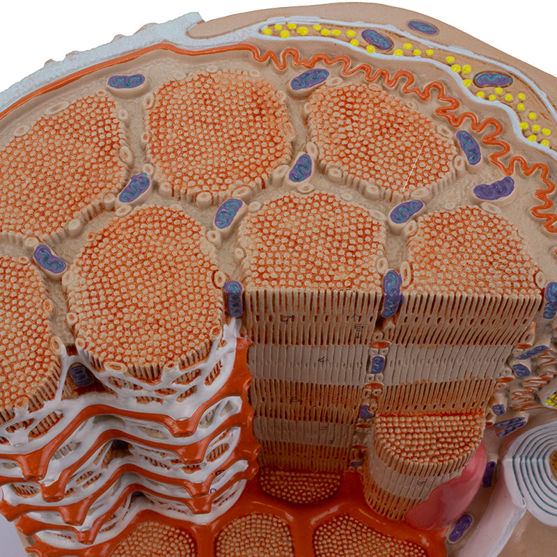 Load image into Gallery viewer, Micro Anatomy of Muscle Fiber Model, 10,000X Enlarged
