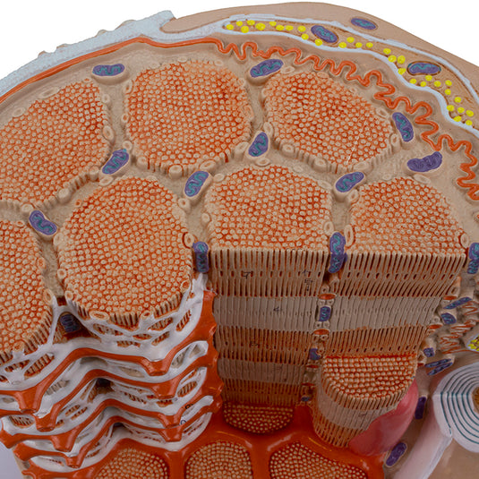 Micro Anatomy of Muscle Fiber Model, 10,000X Enlarged