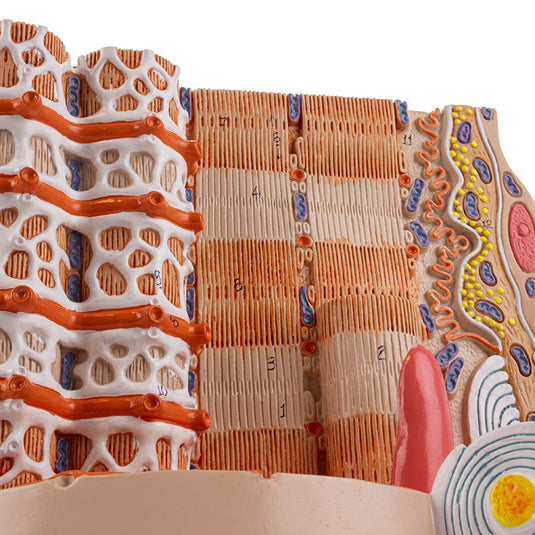 Micro Anatomy of Muscle Fiber Model, 10,000X Enlarged