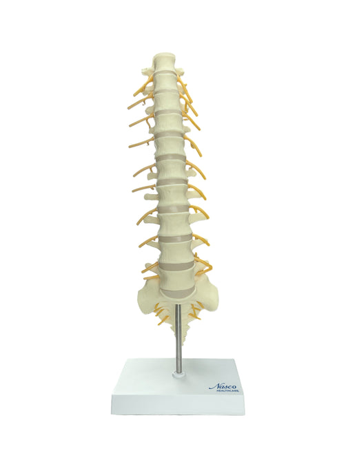 Modelo de Columna Vertebral T8 y Sacro [SKU: MG35508]