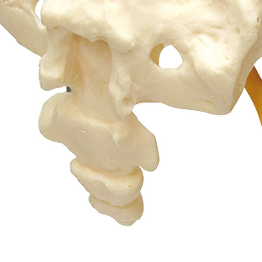 Modelo de Cadera con Músculos y Nervio Ciático [SKU: MG35509]