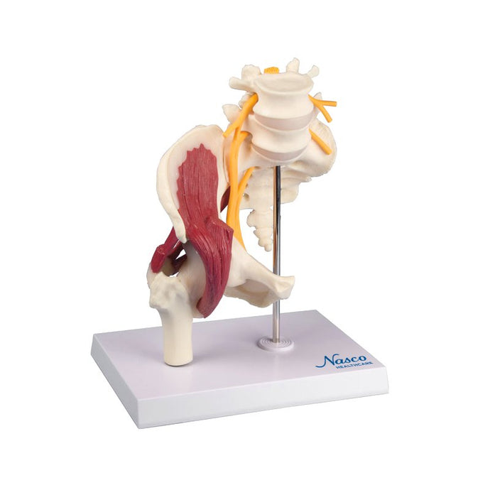 Hip with Muscles and Sciatic Nerve Model
