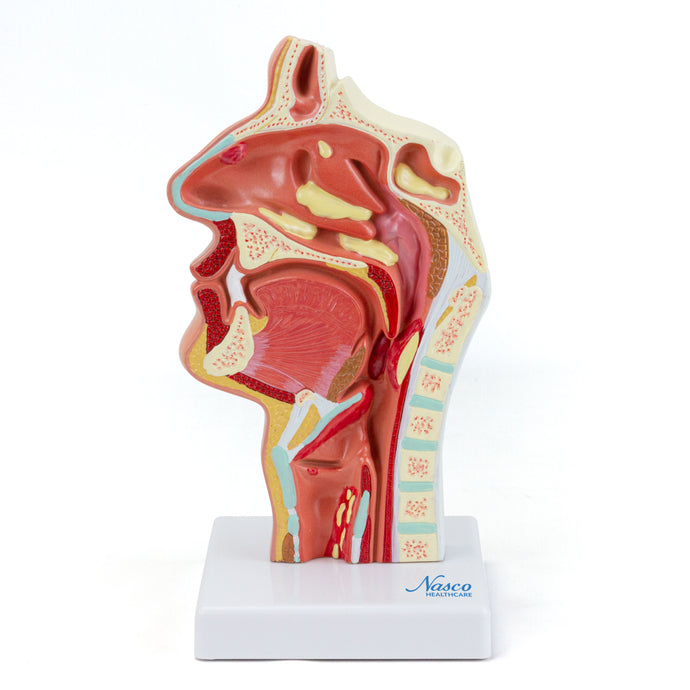Nasen- und Mundquerschnitt mit Pathologiemodell [SKU: MG35531]
