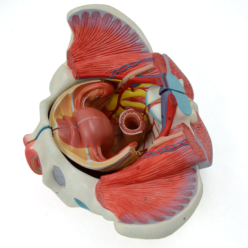 Afbeelding laden in Galerijviewer, Vrouwelijk Bekken met Ligamenten, Spieren en Zenuwen, 4 Onderdelen [SKU: MG35534]
