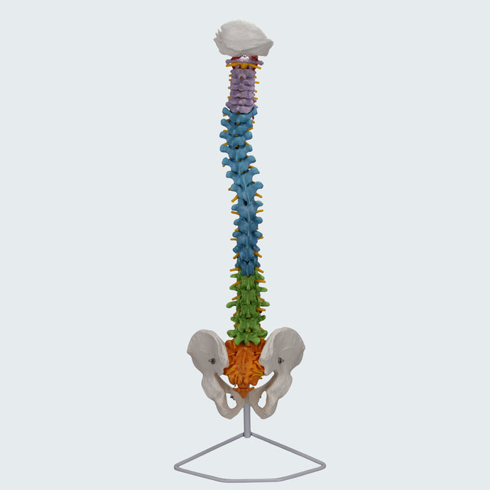 Flexible Spine with Femur Heads Model