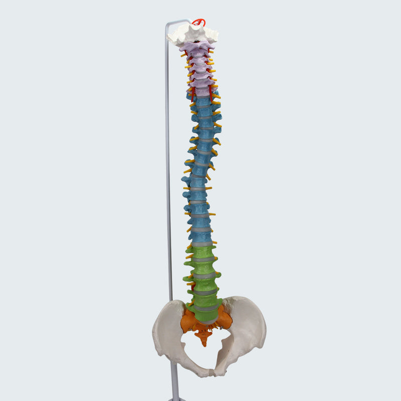 Muat gambar ke penampil Galeri, Model Tulang Belakang Fleksibel dengan Kepala Femur [SKU: MG35590]
