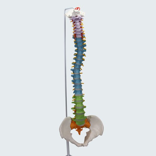 Model Tulang Belakang Fleksibel dengan Kepala Femur [SKU: MG35590]