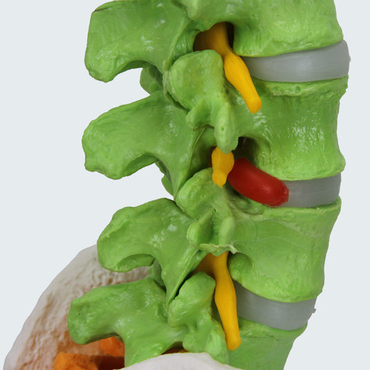 Model Tulang Belakang Fleksibel dengan Kepala Femur [SKU: MG35590]