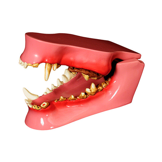 Canine Jaw with Pathologies Model