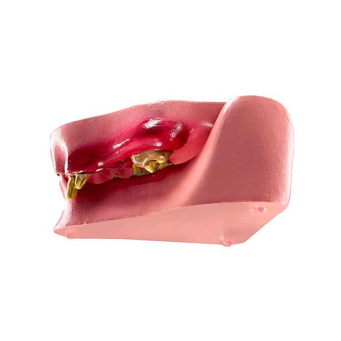 Feline Jaw with Pathologies Model