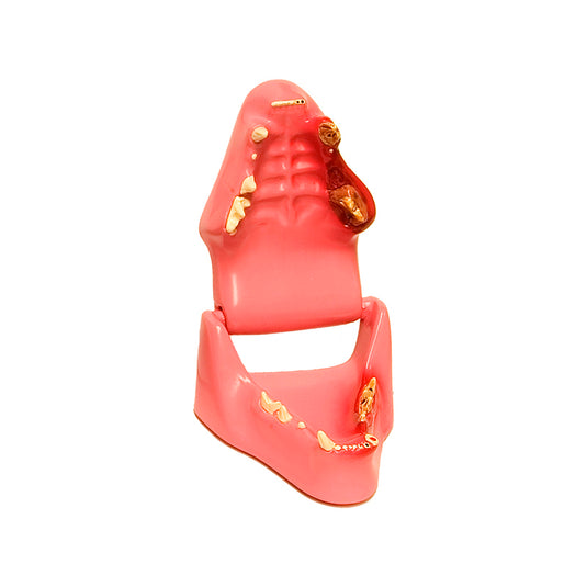 猫颌骨病理模型 [SKU: MG35593]