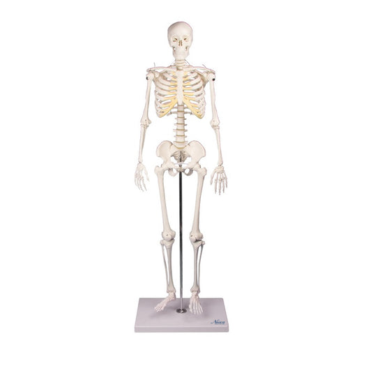 Mini Skeleton with Flexible Spine