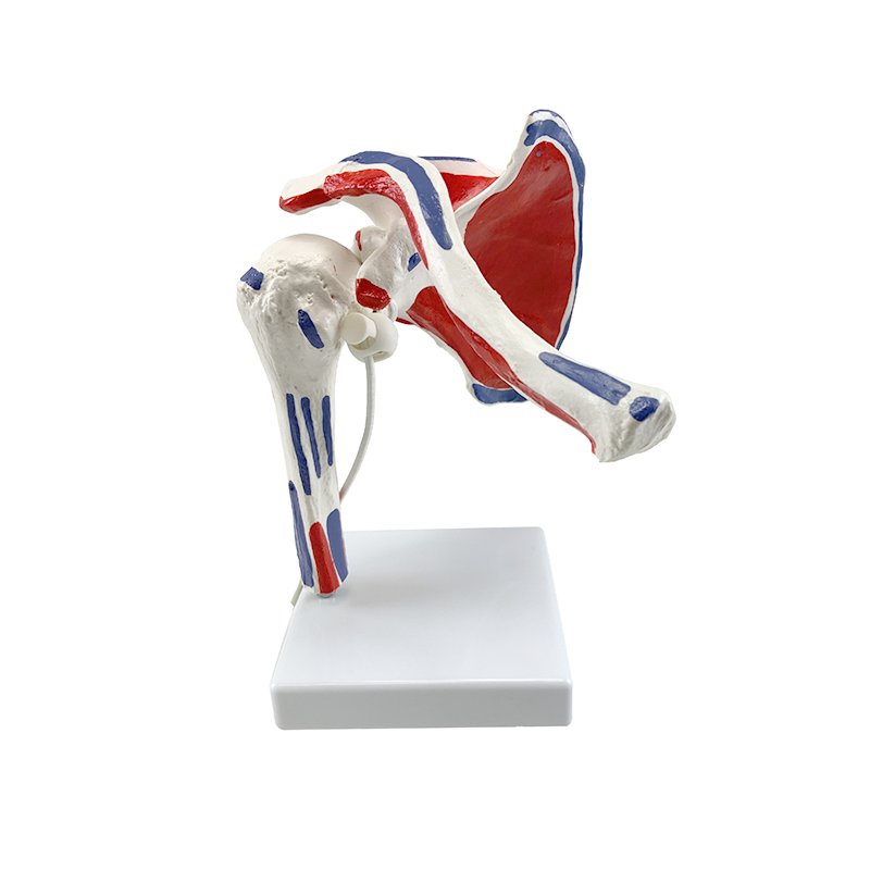 Load image into Gallery viewer, Shoulder with Muscle Insertion Model
