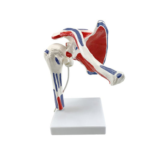 Shoulder with Muscle Insertion Model