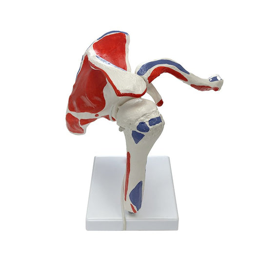 Shoulder with Muscle Insertion Model