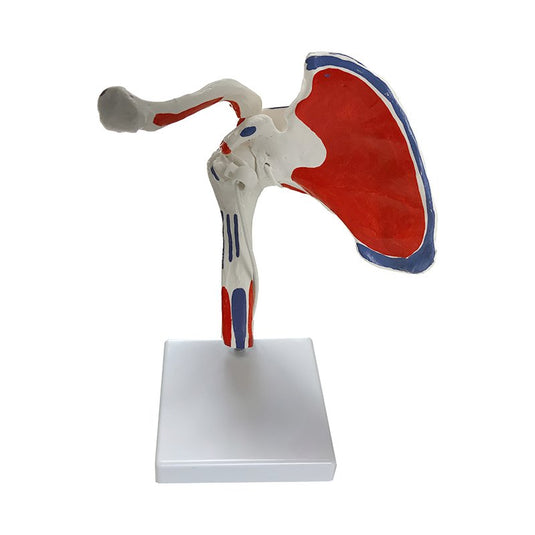 Shoulder with Muscle Insertion Model